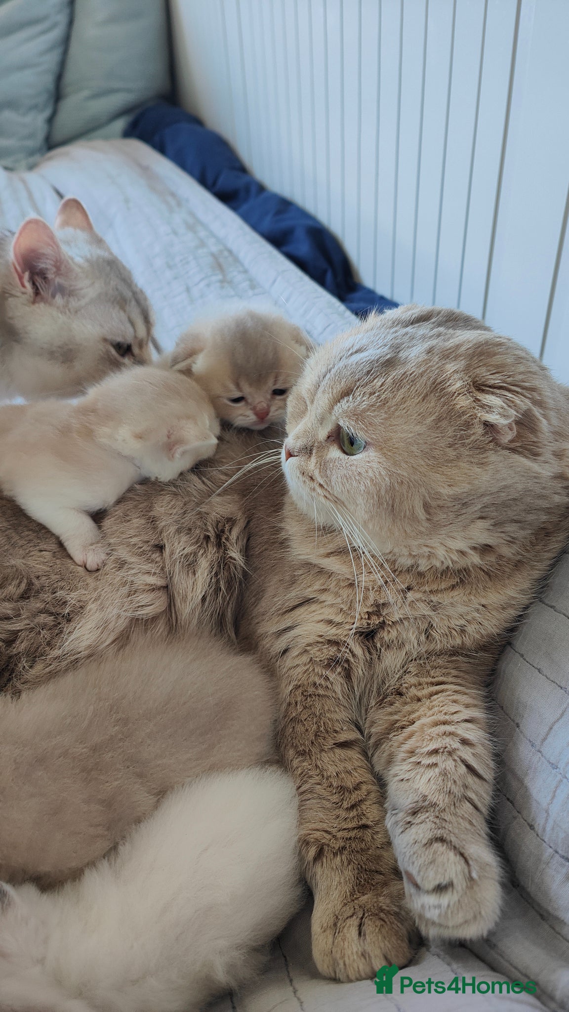 Scottish Fold cats Scottish fold - Advert 2