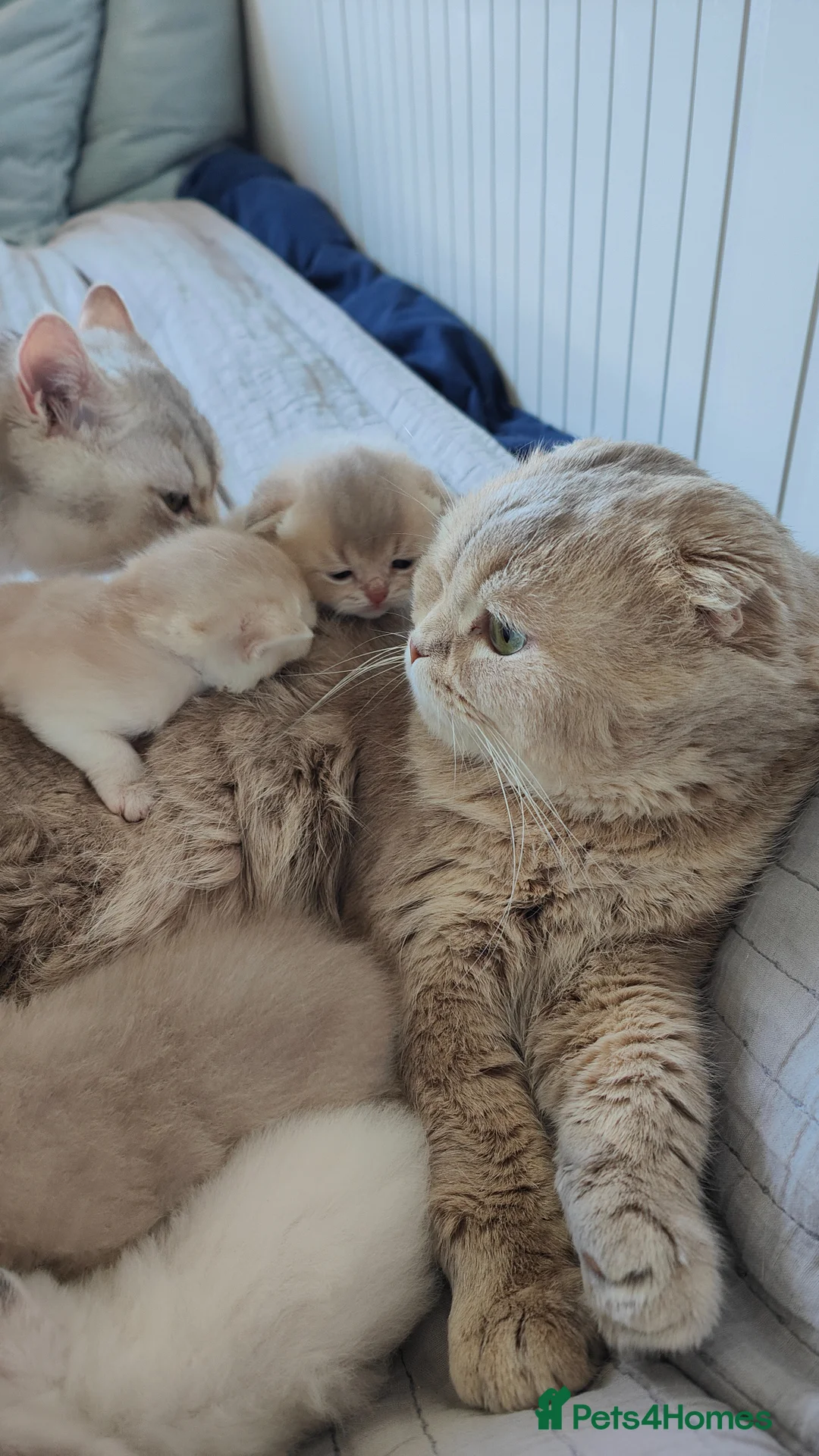 Scottish Fold cats for sale: Scottish fold - Advert 2