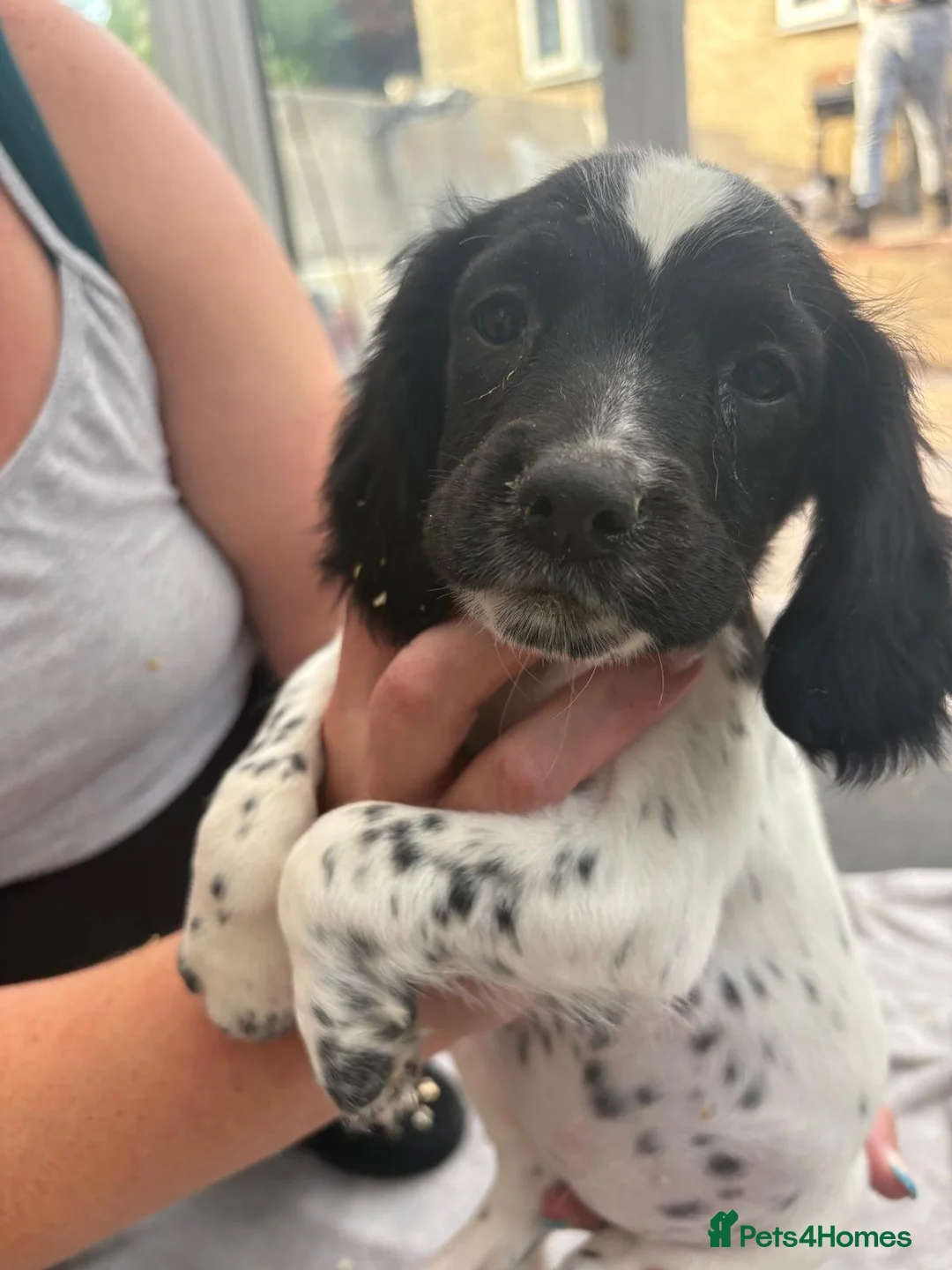 English Springer Spaniel dogs for sale: Springer spaniel puppies - Advert 2