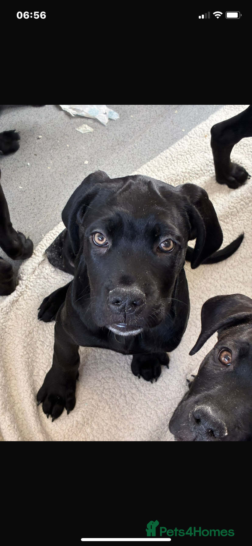 Cane Corso dogs 🐾Cane Corso Puppies – Ready🐾 - Advert 6