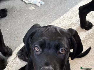 Cane Corso dogs 🐾Cane Corso Puppies – Ready🐾 - Advert 19