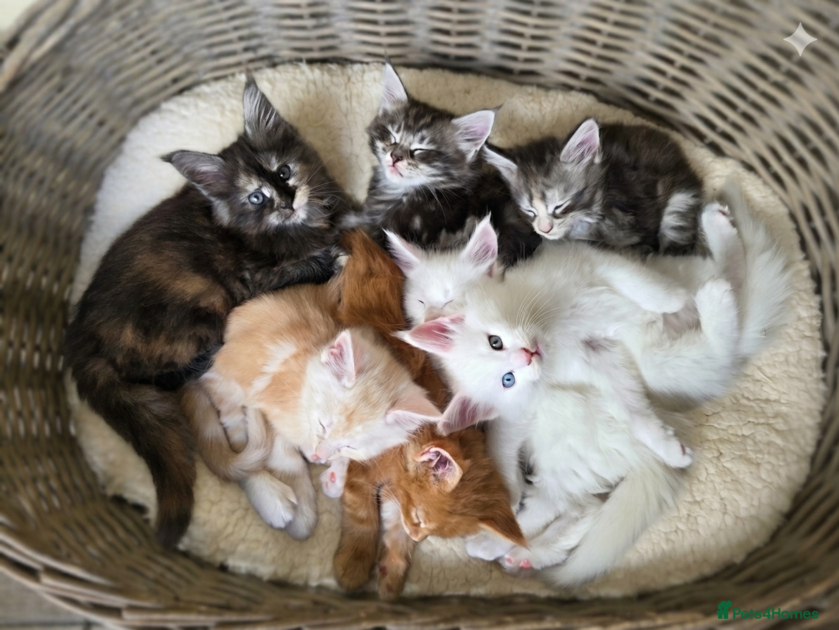 Maine Coon cats 🐾 Beautiful GCCF Registered Pedigree Kittens 🐾 - Advert 1