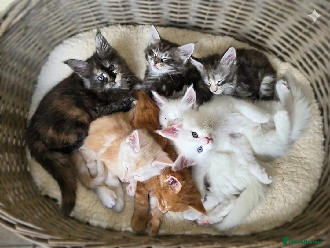 Maine Coon cats for sale: 🐾 Beautiful GCCF Registered Pedigree Kittens 🐾 in Poole - Advert 1