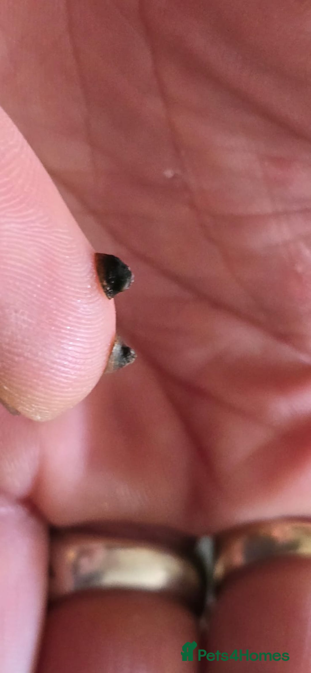 Other/Mixed Breed fish for sale: Pea mussel/ finger nail clam - Advert 8