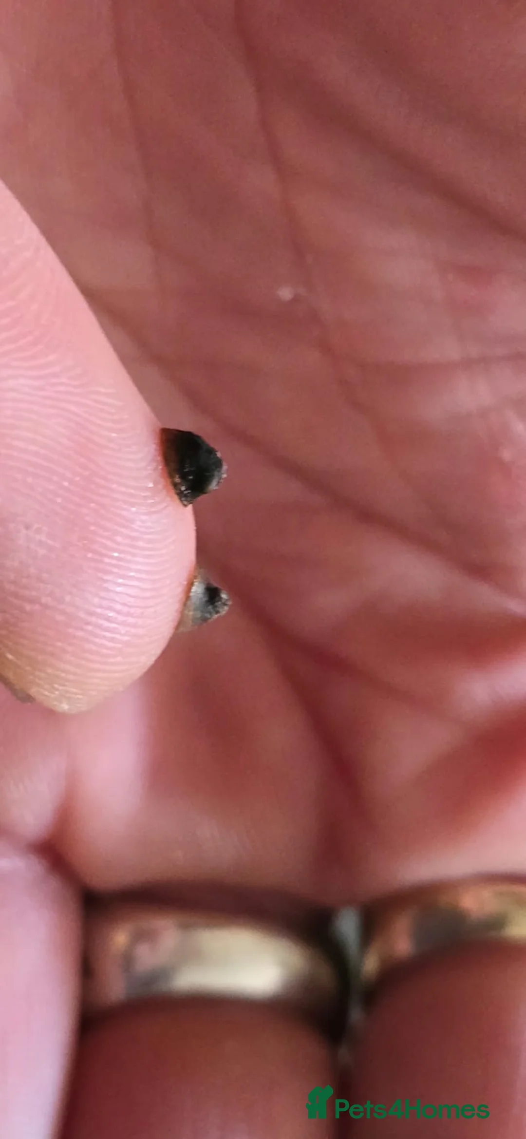 Other/Mixed Breed fish for sale: Pea mussel/ finger nail clam - Advert 8