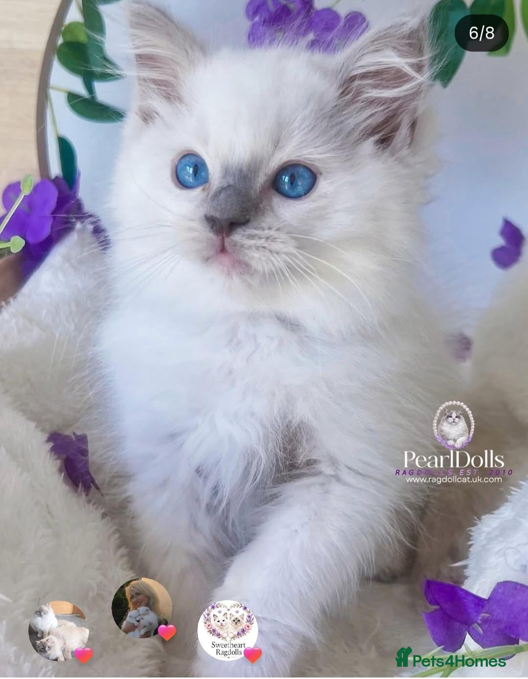 Ragdoll cats Lilac mitted ragdoll male - Advert 7