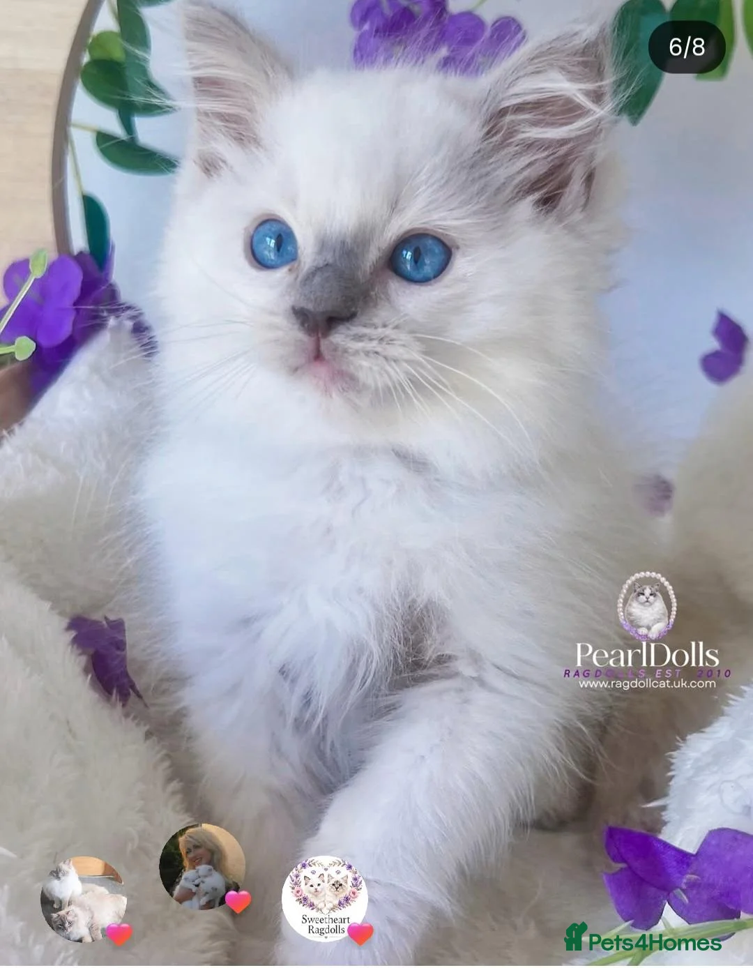 Ragdoll cats for sale: Lilac mitted ragdoll male - Advert 1