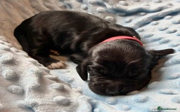 Sprocker dogs for sale: 9 gorgeous Sprocker pups - Image 19