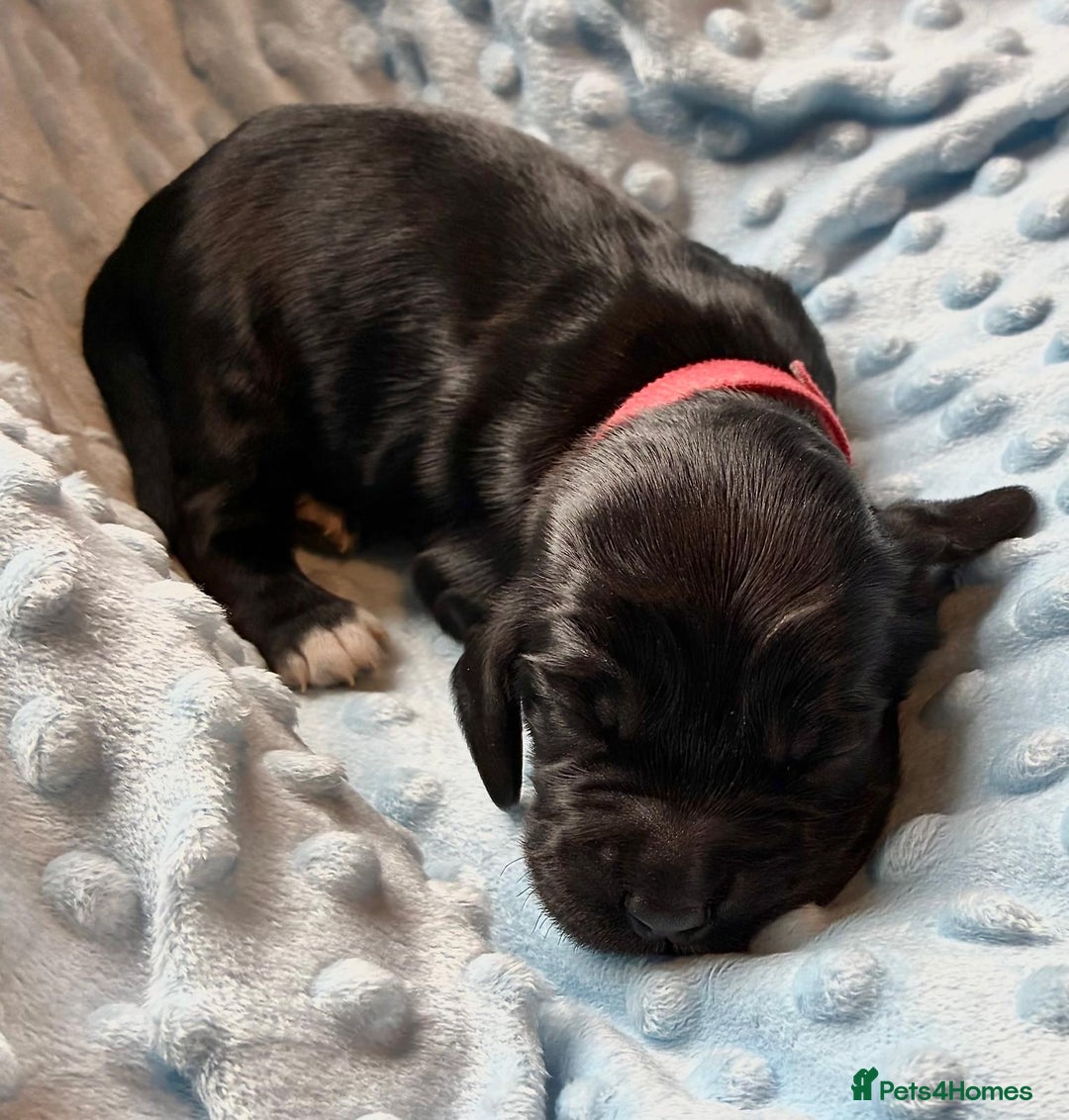 Sprocker dogs for sale: 9 gorgeous Sprocker pups - Image 19
