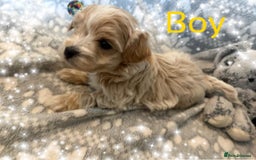 Maltipoo dogs for sale: Exceptional Genuine Maltipoo Puppies  - Advert 6