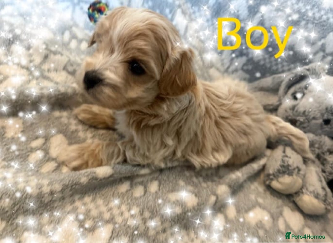 Maltipoo dogs for sale: Exceptional Genuine Maltipoo Puppies  - Advert 6