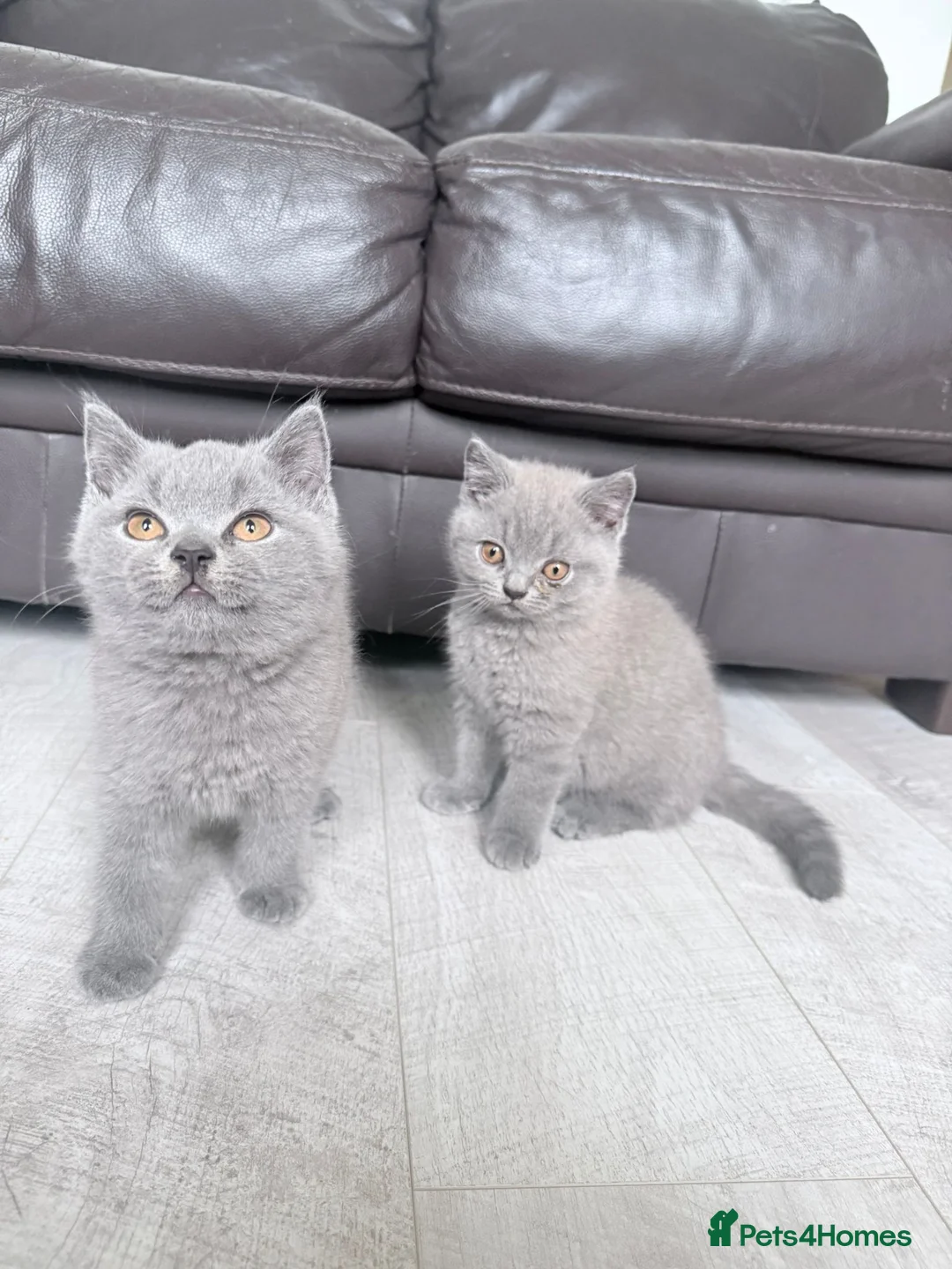 British Shorthair cats for sale: 🐾Full Pedigree Blue British Shorthair Kittens🐾 - Advert 2