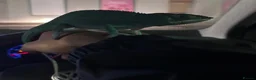 Chameleon reptiles for sale: Panther male chameleon and all of his stuff! - Advert 7