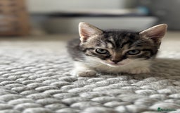 Persian cats for sale: Persian Russian doll x kittens  - Image 7