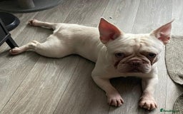 French Bulldog dogs for sale: Platinum Male French bulldog 22 months  - Image 8