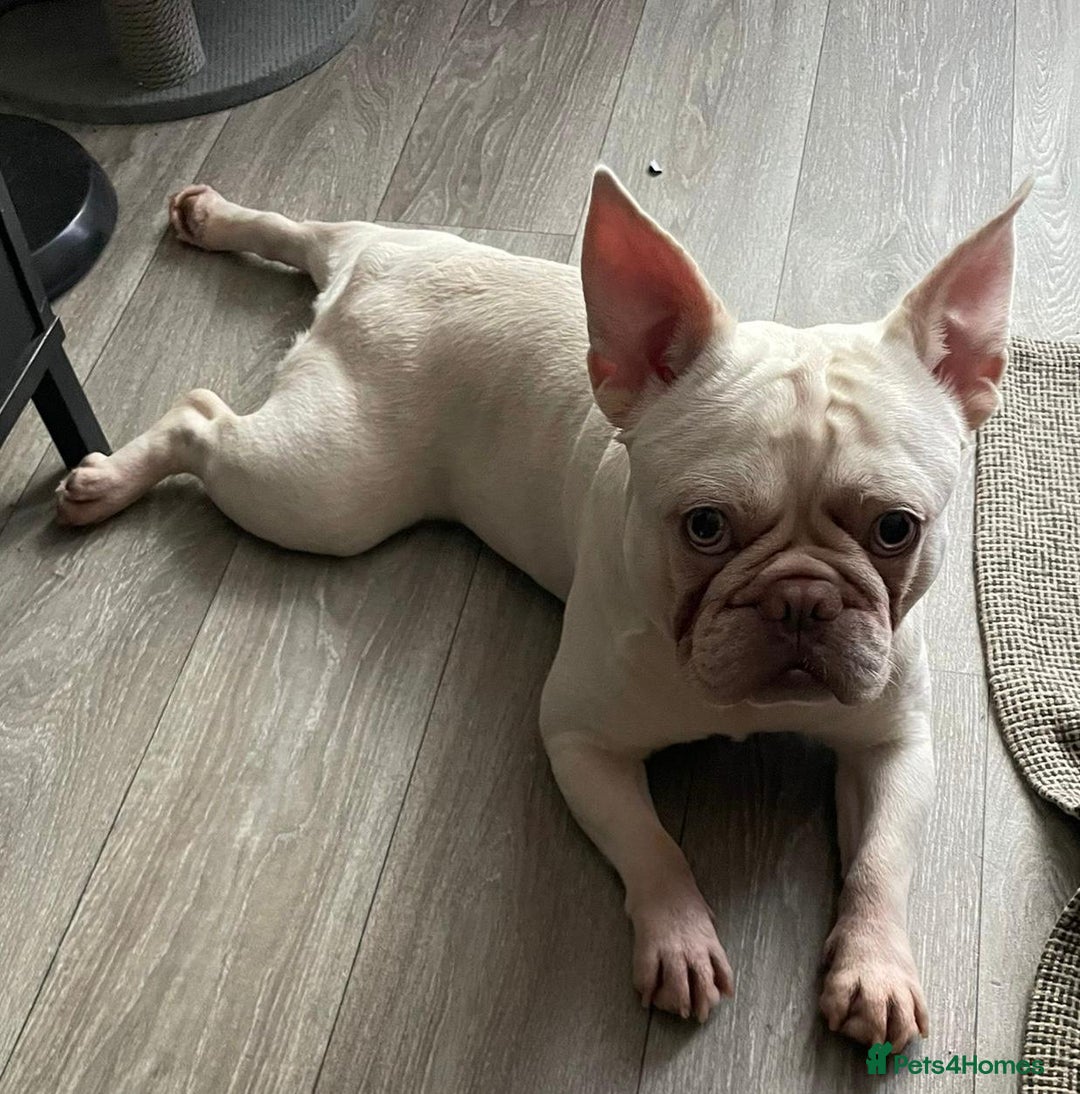 French Bulldog dogs for sale: Platinum Male French bulldog 22 months  - Image 8