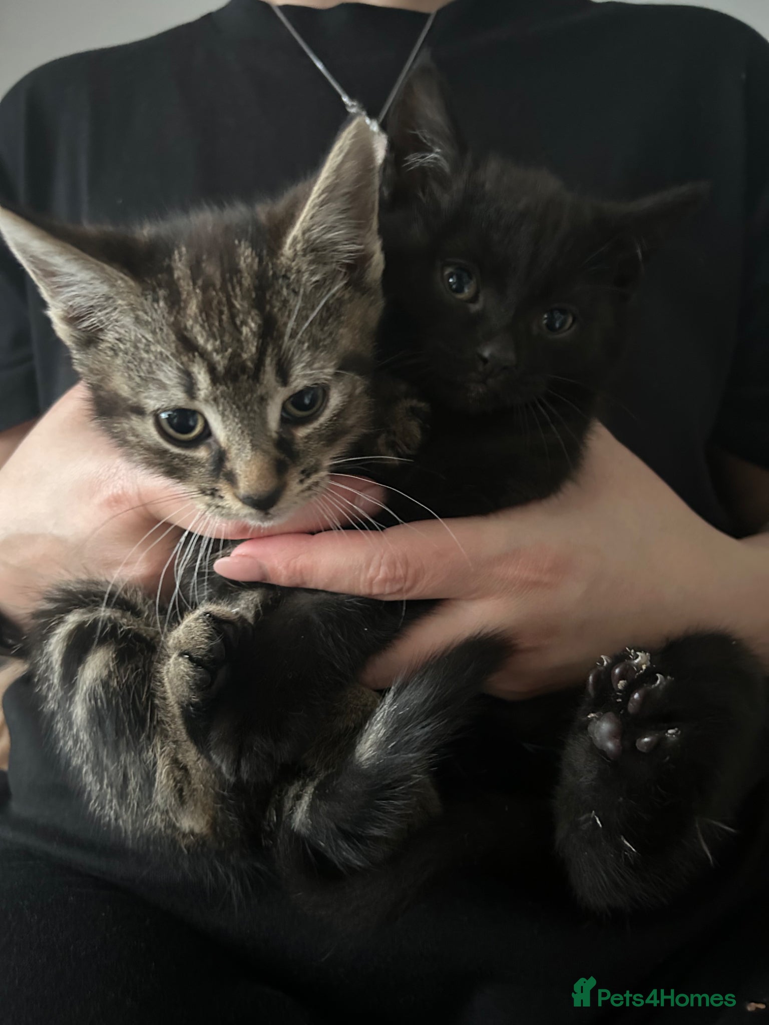 Mixed Breed cats Kittens ready to go - Advert 1