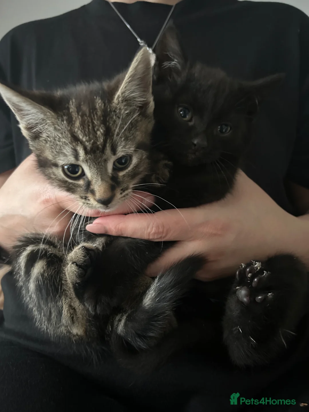 Mixed Breed cats for sale: Kittens ready to go in Cardiff - Advert 1