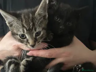 Mixed Breed cats Kittens ready to go - Advert 15