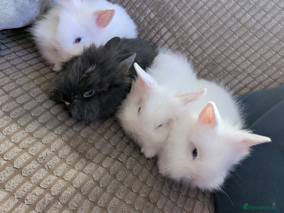 Lionhead rabbits for sale: Lionhead x Netherland dwarf - Image 6