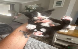 Sphynx cats for sale: Sphynx cross kittens  - Image 2