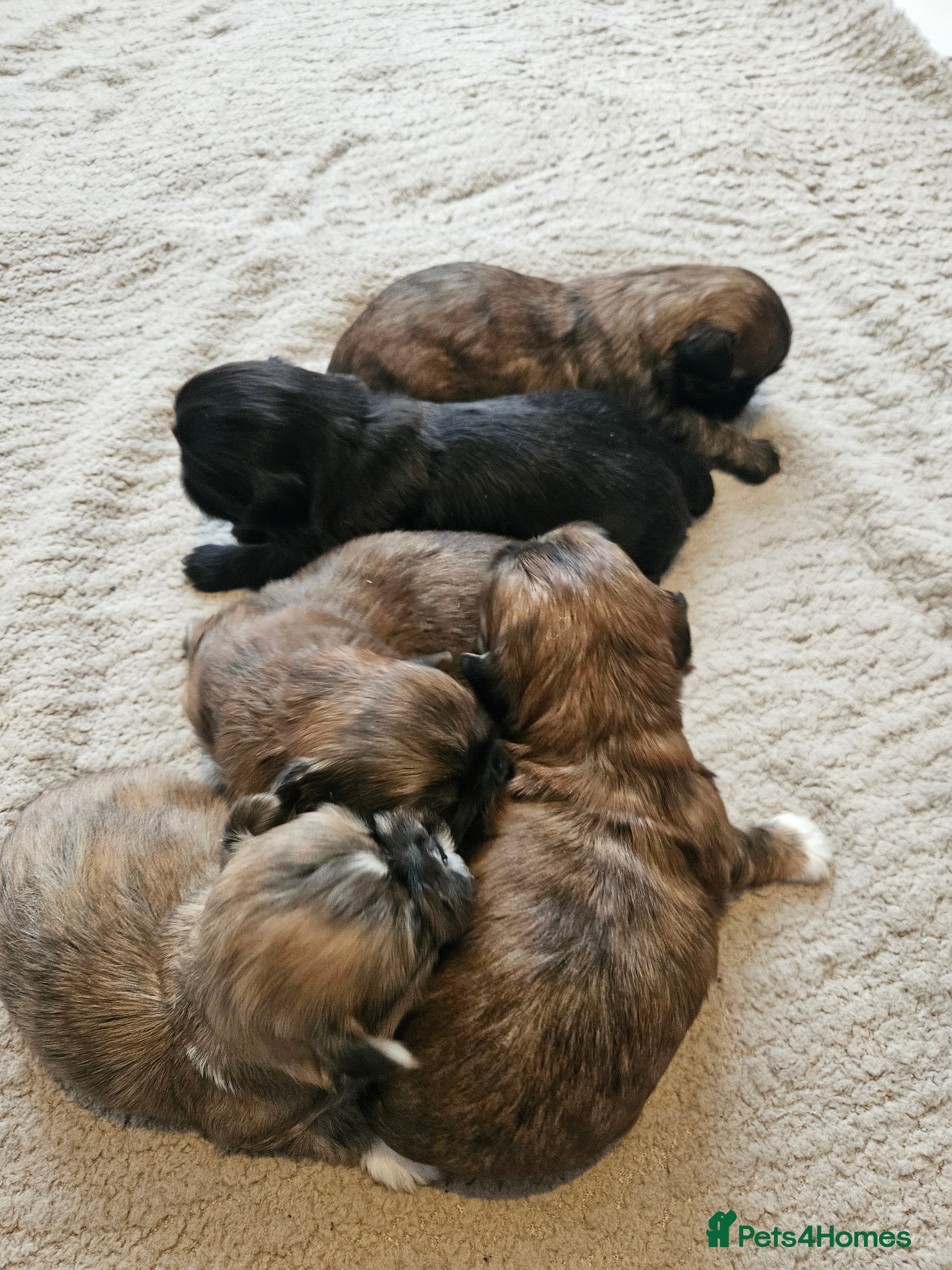 Shih Tzu dogs Shihtzu puppys  - Advert 5