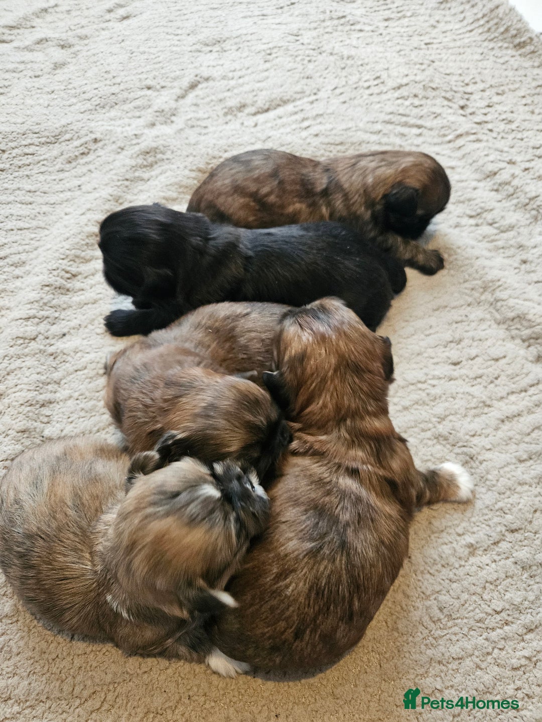 Shih Tzu dogs for sale: Shihtzu puppys  - Advert 1