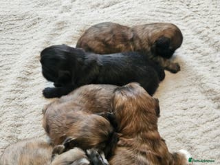 Shih Tzu dogs Shihtzu puppys - Advert 5