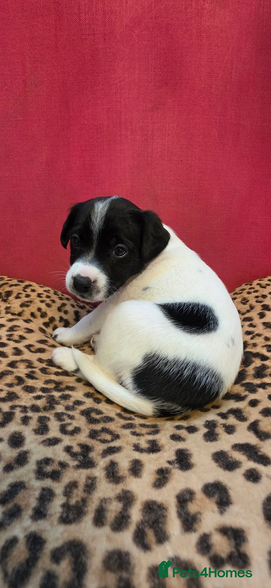 Jack Russell dogs for sale: Jack Russell Terrier Puppies – 4 Girls & 2 Boys in Harlow - Advert 40