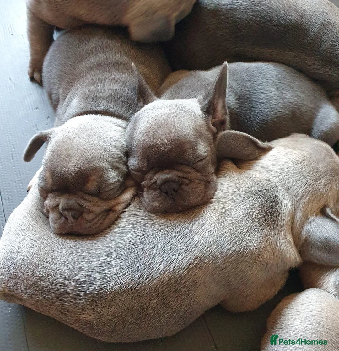 French Bulldog dogs for stud: Kye - Lilac and Tan Frenchie in St Albans - Advert 16