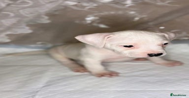 American Bulldog dogs - Advert 4