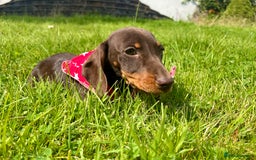 Miniature Dachshund dogs for sale: BEAUTIFUL KC REG & PRA CLEAR MINIS - 0% inbreeding - Image 14