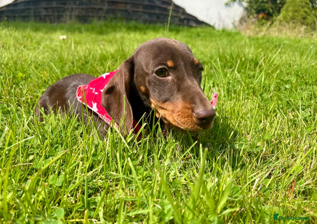 Miniature Dachshund dogs for sale: BEAUTIFUL KC REG & PRA CLEAR MINIS - 0% inbreeding - Image 14
