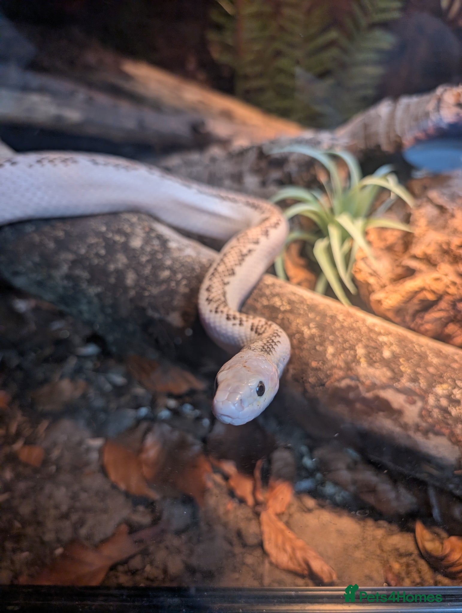 Mixed Breed reptiles Various reptiles looking for new homes - Advert 3