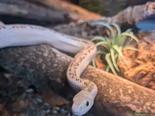 Mixed Breed reptiles Various reptiles looking for new homes - Advert 3