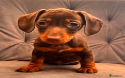Miniature Dachshund dogs for sale: BEAUTIFUL MINI DACHSHUND PUPPIES READY NOW - Image 24