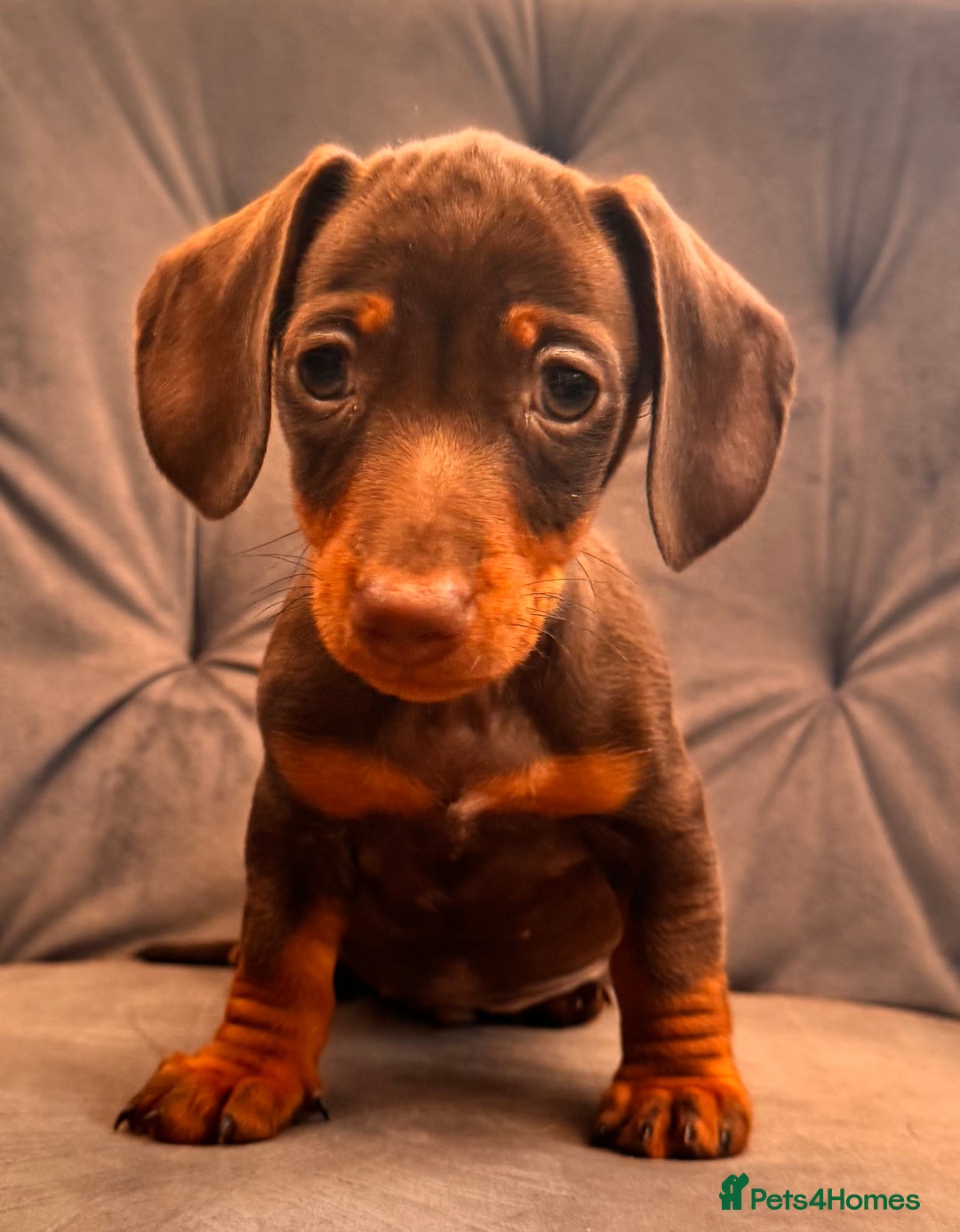 Miniature Dachshund dogs for sale: BEAUTIFUL MINI DACHSHUND PUPPIES READY NOW - Image 24
