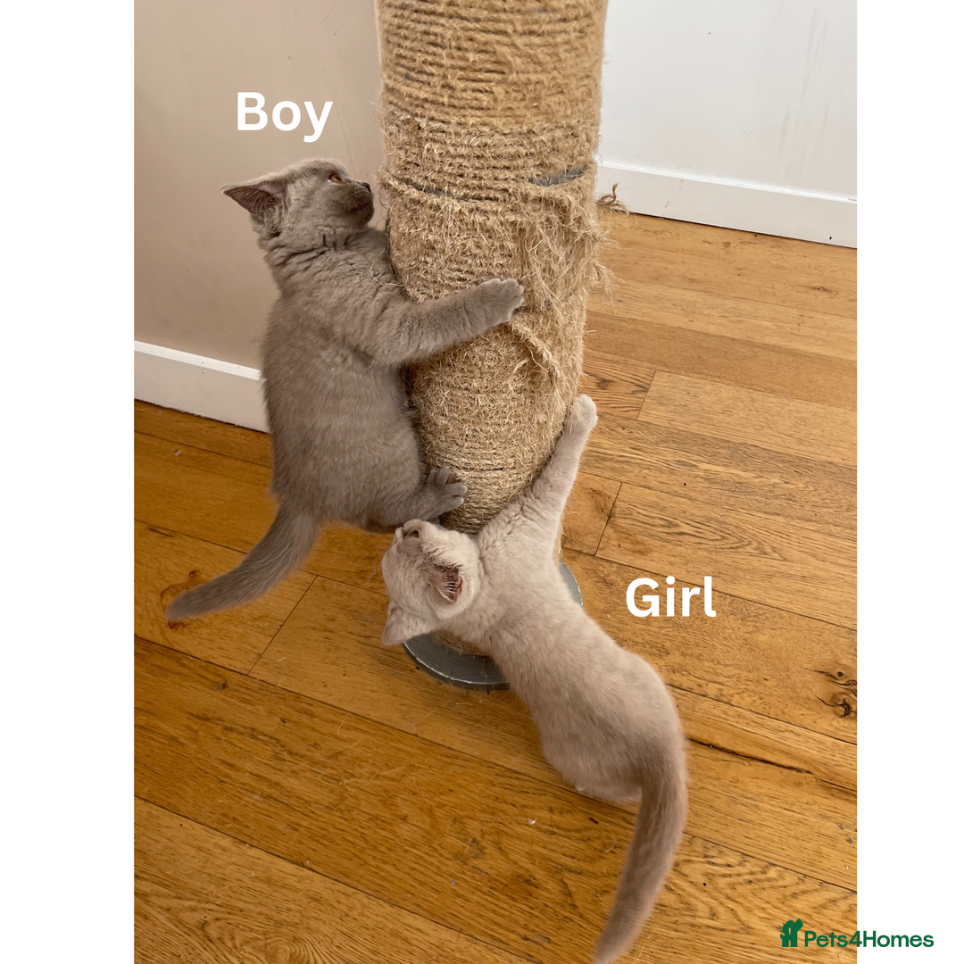 British Shorthair cats for sale: British Shorthair, Ready to be rehomed - Advert 12