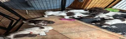 Sprocker dogs for sale: Beautiful litter of sprocker pups - Advert 7