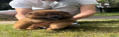Chow Chow boy red