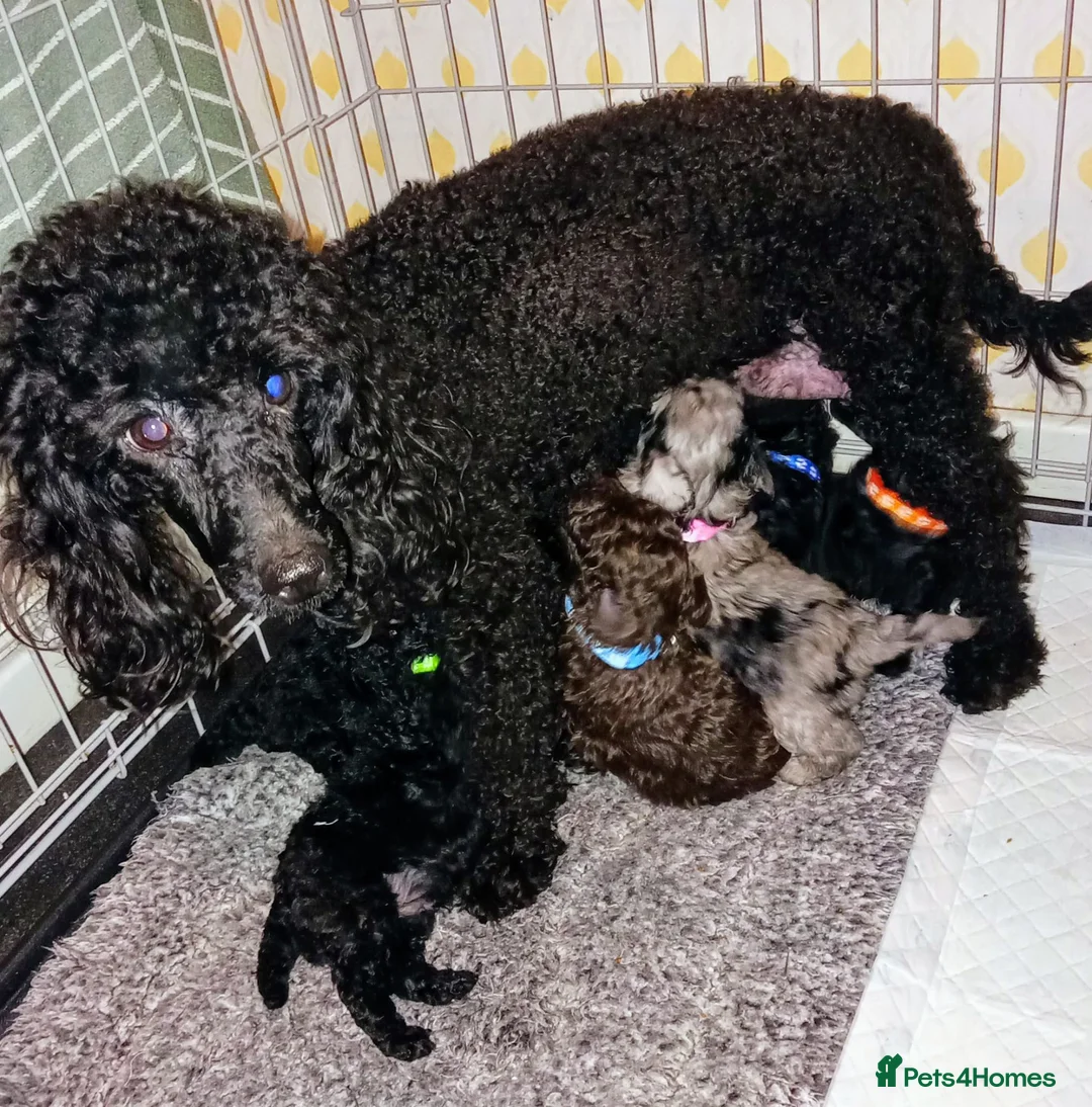 Cavapoo dogs for sale: Cavapoo f1b puppies  - Advert 12