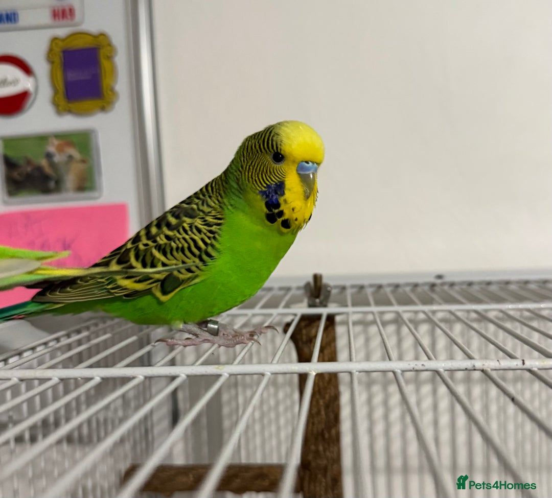 Budgerigars birds for sale: 6 Male Budgies. Tame/ semi-tame. OPEN TO OFFERS - Image 3