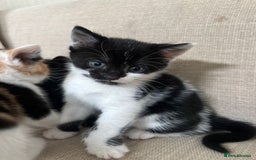 Domestic Shorthair cats for sale: Kittens  - Image 2