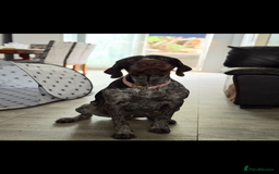 Mixed Breed dogs for sale: German shorthair pointer/wirehairpointer - Image 37