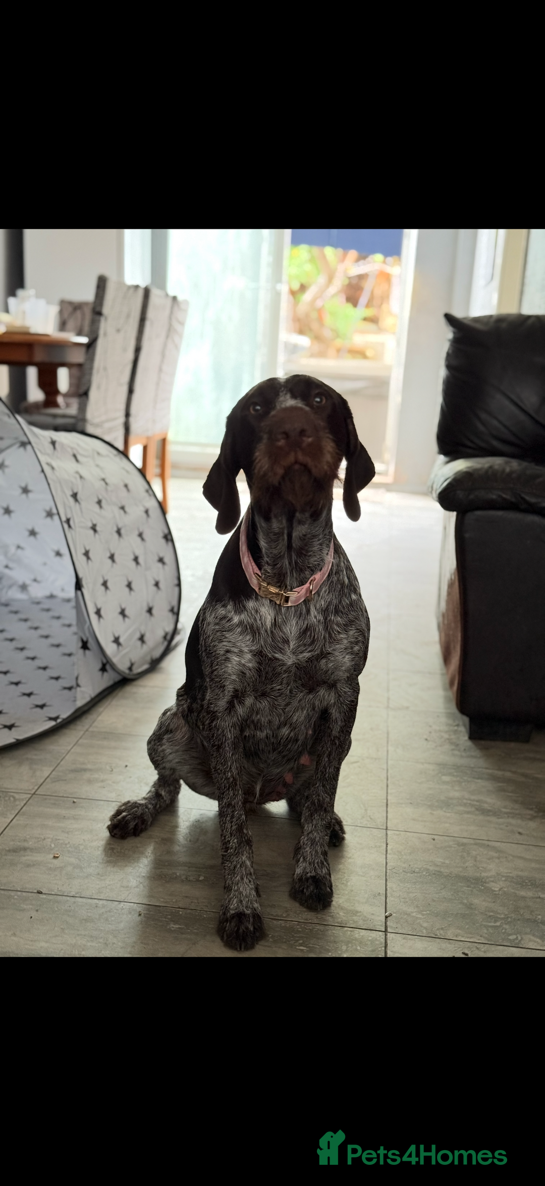 Mixed Breed dogs for sale: German shorthair pointer/wirehairpointer - Image 37