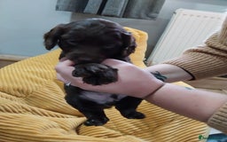 Cockapoo dogs for sale: Adorable Cockapoo puppies  - Image 22