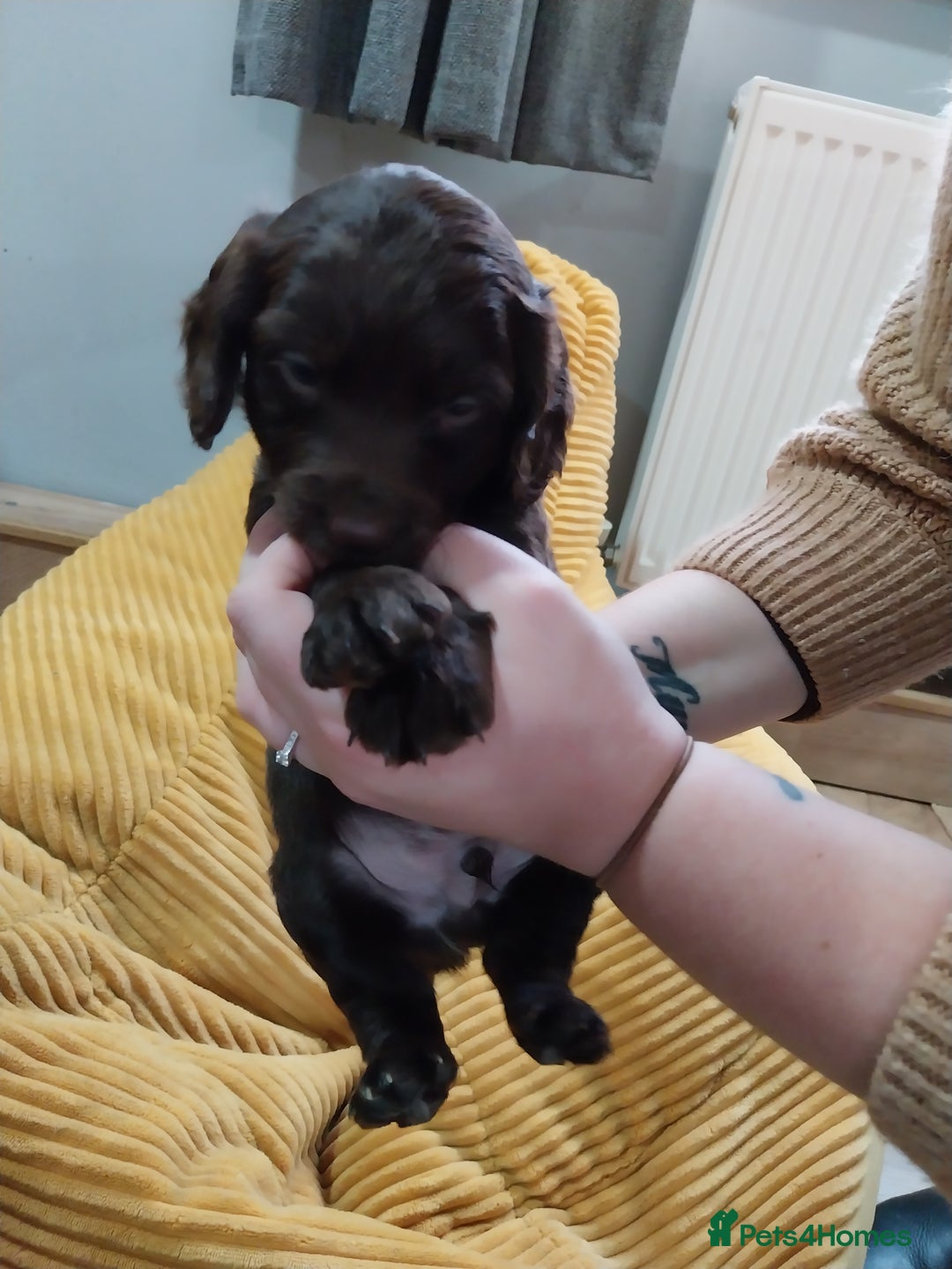 Cockapoo dogs for sale: Adorable Cockapoo puppies  - Image 22