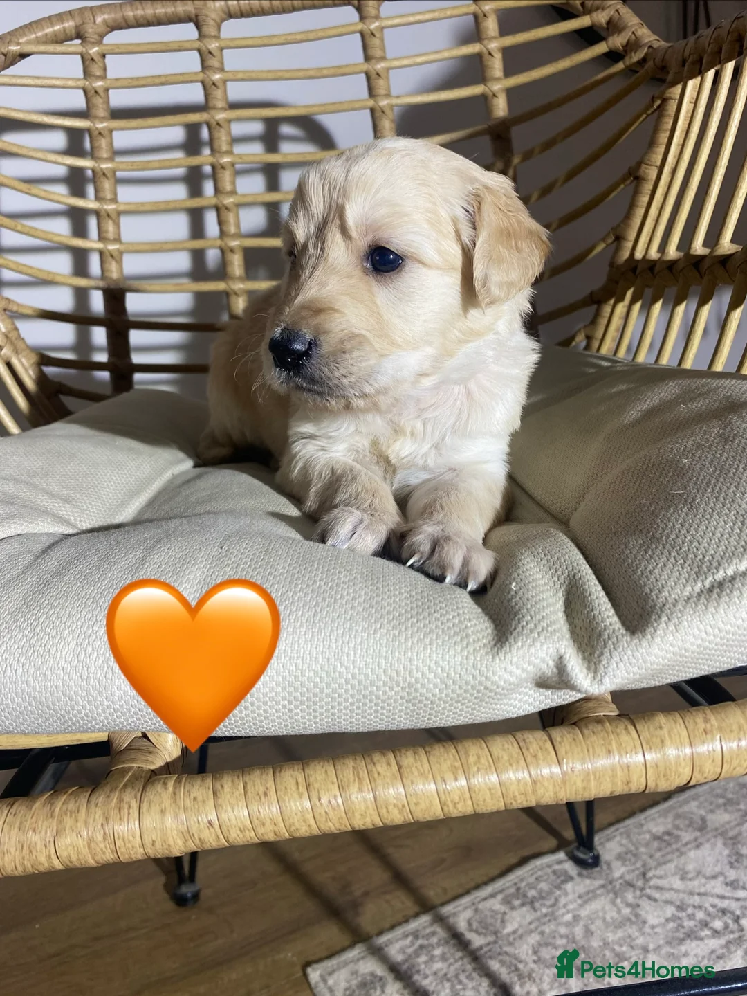 Goldendoodle dogs for sale: F1 Goldendoodles 🖤💛 - Advert 13