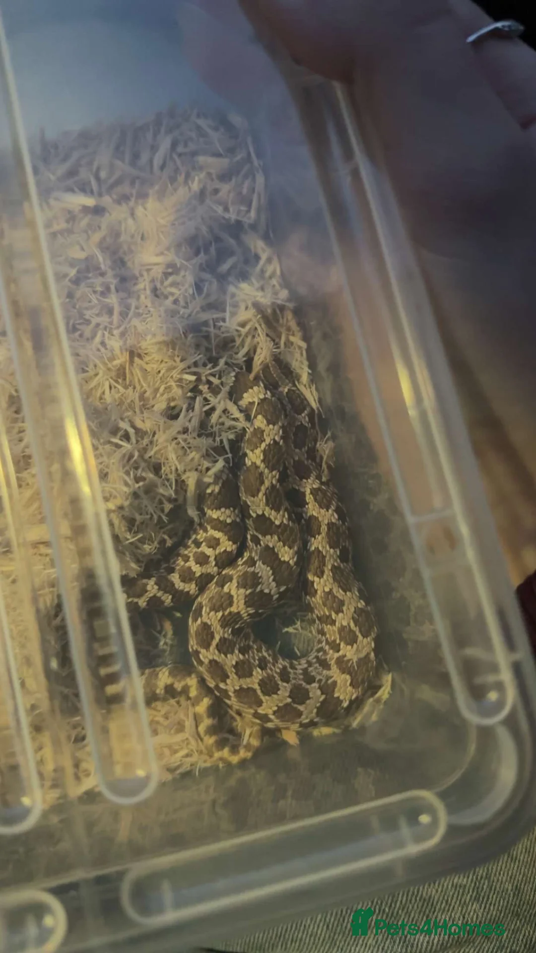 Snake reptiles for sale: male western hognose snake in Ludlow - Advert 2