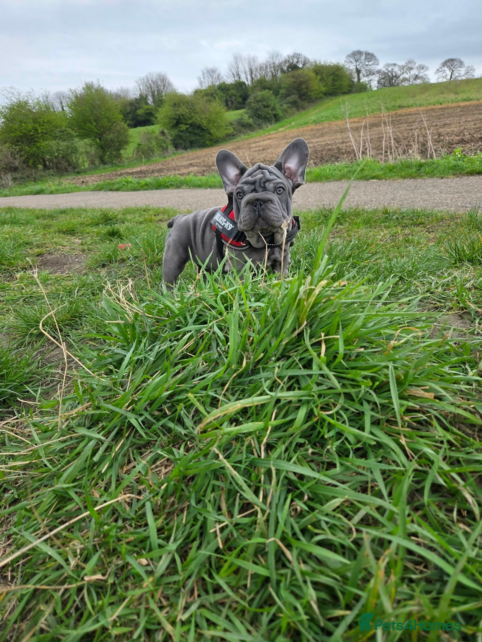 French Bulldog dogs 7 BEAUTIFUL French bulldogs puppies  - Advert 2